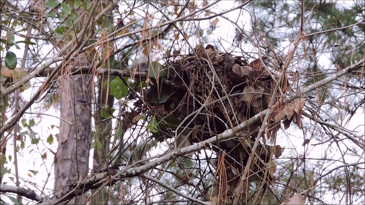 Squirrel Nest In Tree Trunk