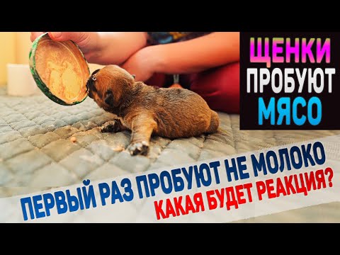 Видео: Щенки первый раз в жизни пробуют МЯСО!