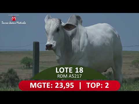 LOTE 18