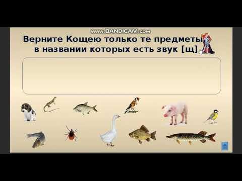 Сь-Щ Дифференциация звуков. Видеозанятие.