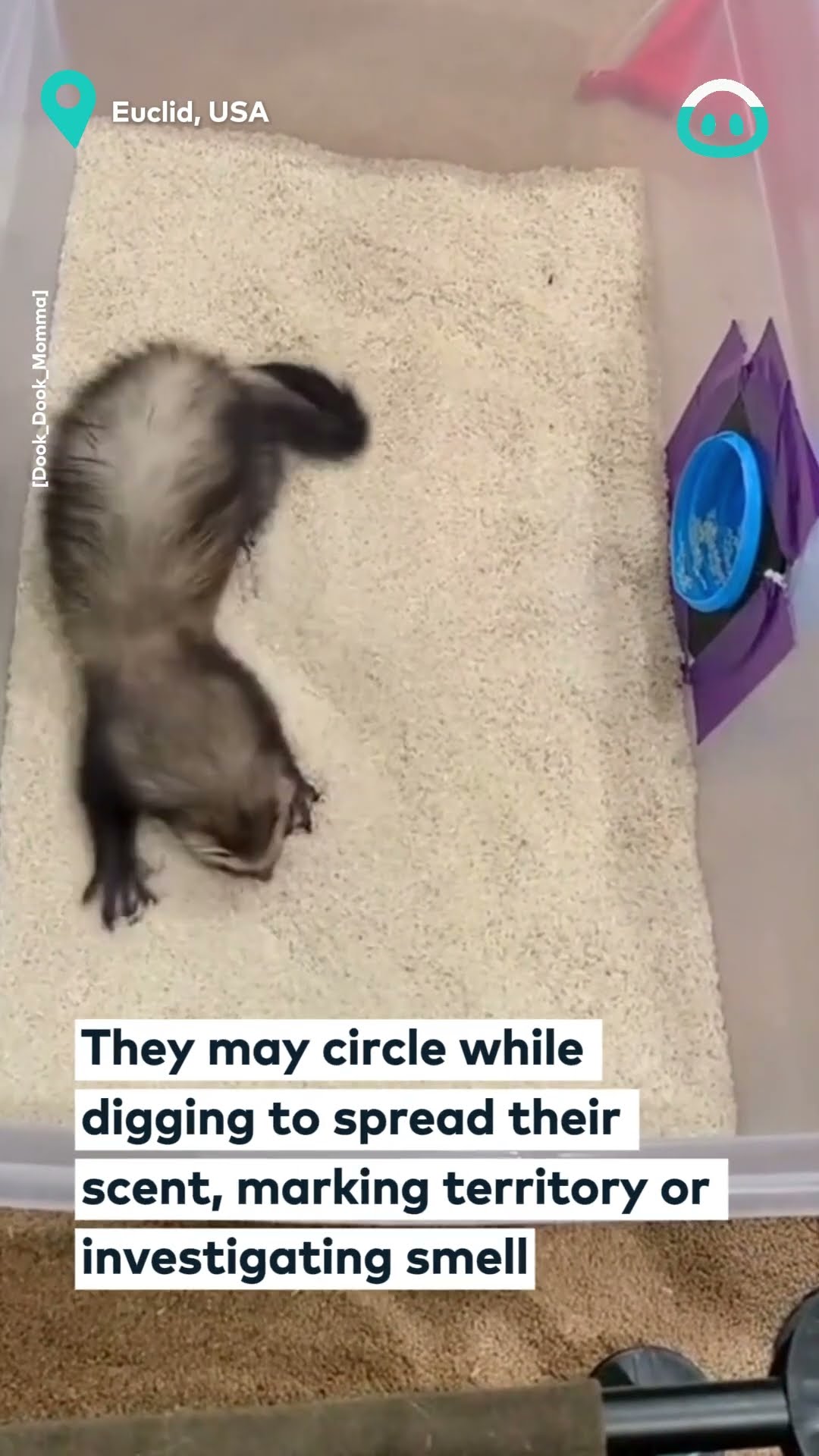 Silly Ferret Digs in Rice Box || ViralHog
