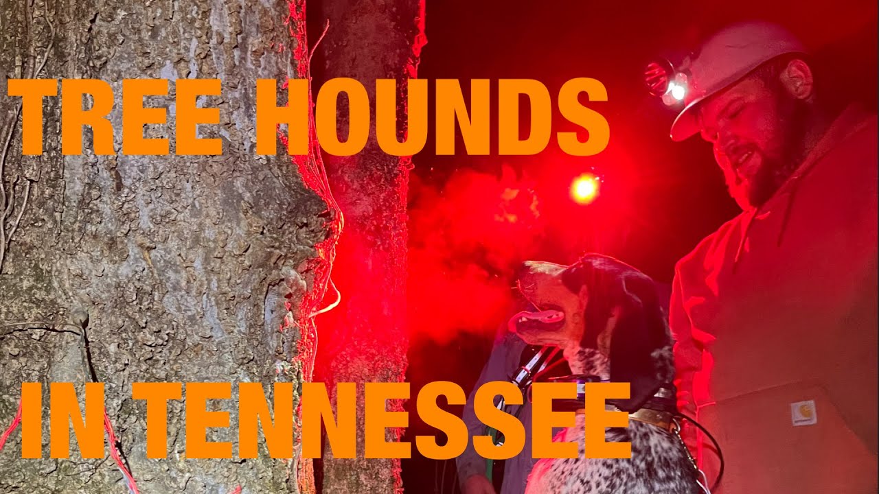 EAST TENNESSEE COON HUNTING! YouTube