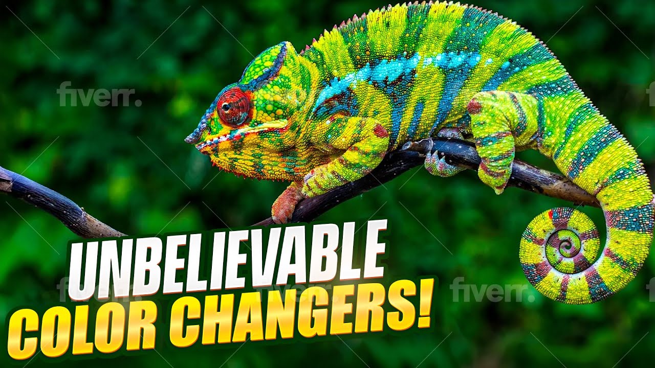 You Won’t Believe How These Animals Change Colors