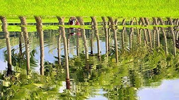 Adobe photoshop cs6 Bangla tutorial(How to make water reflection): পানিতে প্রতিবিম্ব তৈরি