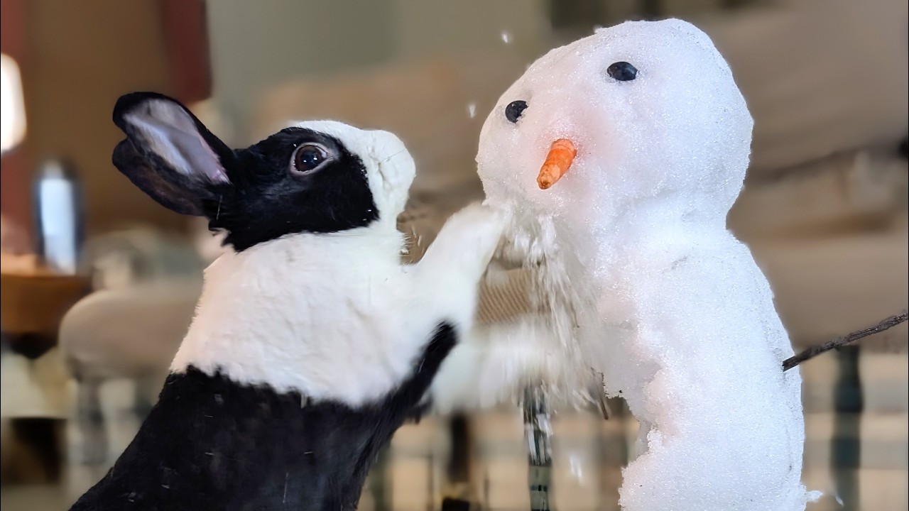 RABBIT ATTACKS SNOWMAN!