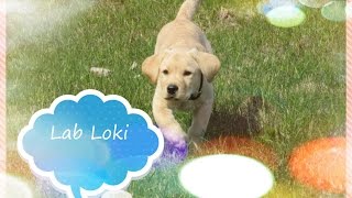 Щенок лабрадора 2,5 месяца Labrador puppy playing