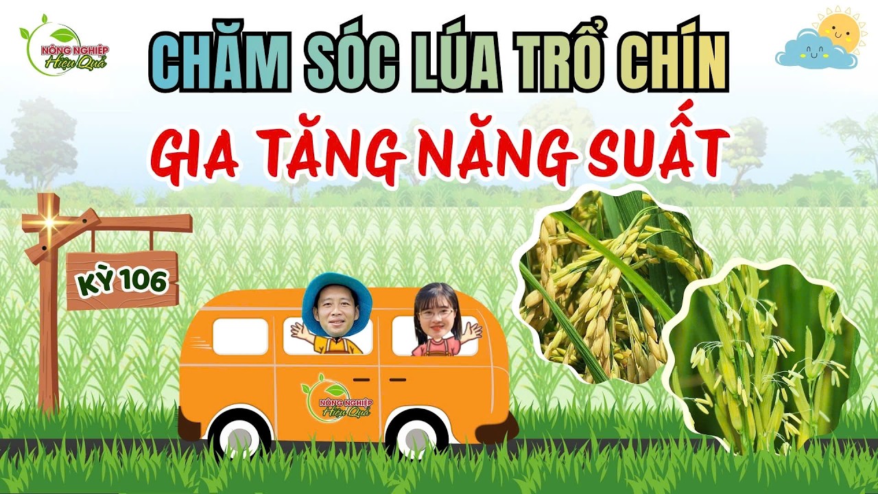 CHĂM SÓC LÚA TRỔ CHÍN – GIA TĂNG NĂNG SUẤT| CHUYẾN XE CANH TÁC – KỲ 106 #agriculture #farming