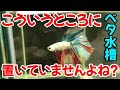 【ベタ飼育】ベタに水槽用ライトは必要?また気を付けた方がいいベタ水槽の置き場所も紹介【ベタ水槽】
