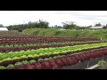 Know Your Farmers:  Waipoli Hydroponic Greens, Kula