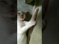 Cute 🐈 cat|| trending || ytshorts @RumitaRiseandShine