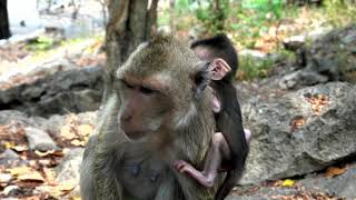 Poor Mum Less Care Baby Need More Pity Poor Monkey