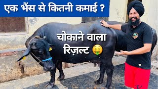 एक भैंस की कितनी कमाई?🤔 चौक आने वाला रिजल्ट How Much income From Buffalo👍 Dairy farming Profit