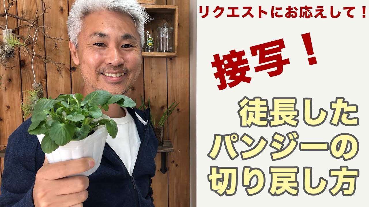 リクエストにお応えして 接写 パンジーやビオラが徒長しちゃった時の 切り戻しの方法 茎が見えるように丁寧に解説しましたよ Youtube