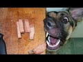 Best Funny Videos Of Dogs 🐶 And Cats 😹 - Try Not To Laugh!