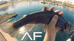 Community Pond Trout Fishing 