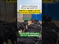 महाराष्ट्रात कुठेही माहिती pdf देऊ मेसेज करा - 9270862320 #farming #goat #goatfarming #goatfarm