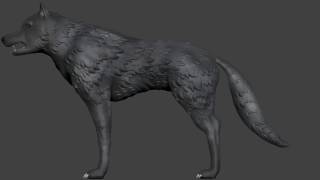 Wolf Zbrush TurnTable