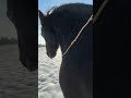 Миша делает песаду, испанский шаг и собранную темпичную рысь #horsetraining #horse #animals #horses