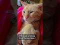 To the people always liking my post💞 #shortsfeed #cat #catvideos #catshorts