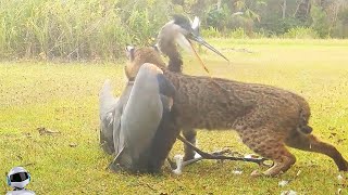 видео: 30 Безумных Битв Животных Снятых На Камеру картинка: 30 Безумных Битв Животных Снятых На Камеру