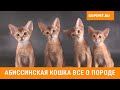 АБИССИНСКАЯ КОШКА. ВСЕ О ПОРОДЕ. ИНТЕРЕСНЫЕ ФАКТЫ