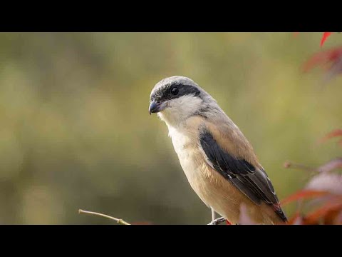 The point: the story of a british bird-watcher in china