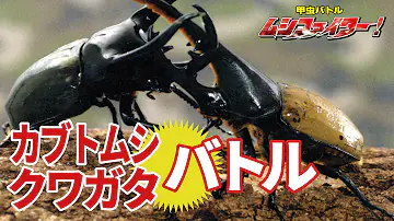 カブトムシvsクワガタ