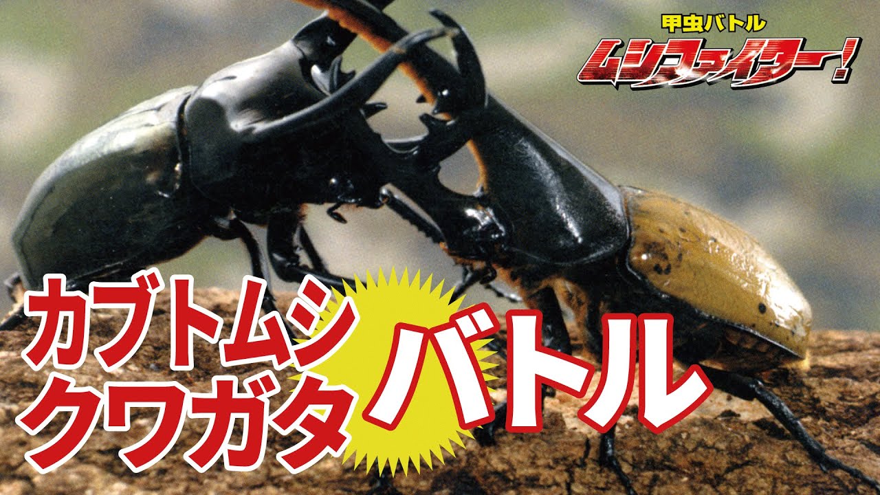 公式 カブトムシ クワガタムシの甲虫バトル ムシファイター フルバージョン 70min Youtube