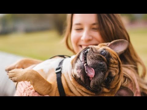Video: Il Cane Di Philip Kirkorov E Altri Animali Domestici Del Re Del Palcoscenico Russo
