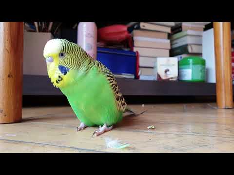 კოკო ამბობს ლექსს ,,გენიოსი ბიჭი ვარ \"