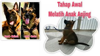 Cara Melatih Anak Anjing Usia 1,5 Bulan | MAX Belgian Malinois X German Shepherd