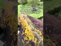 It happens more than you'd think.#roofcleaning #mossremoval#arclinecleaninggroup #softwash