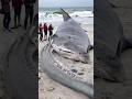 REAL Creatures Filmed Emerging From the Ocean During Storms