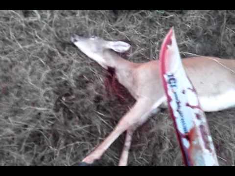 deer kill wounded