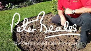 How deep should I plant my rose?