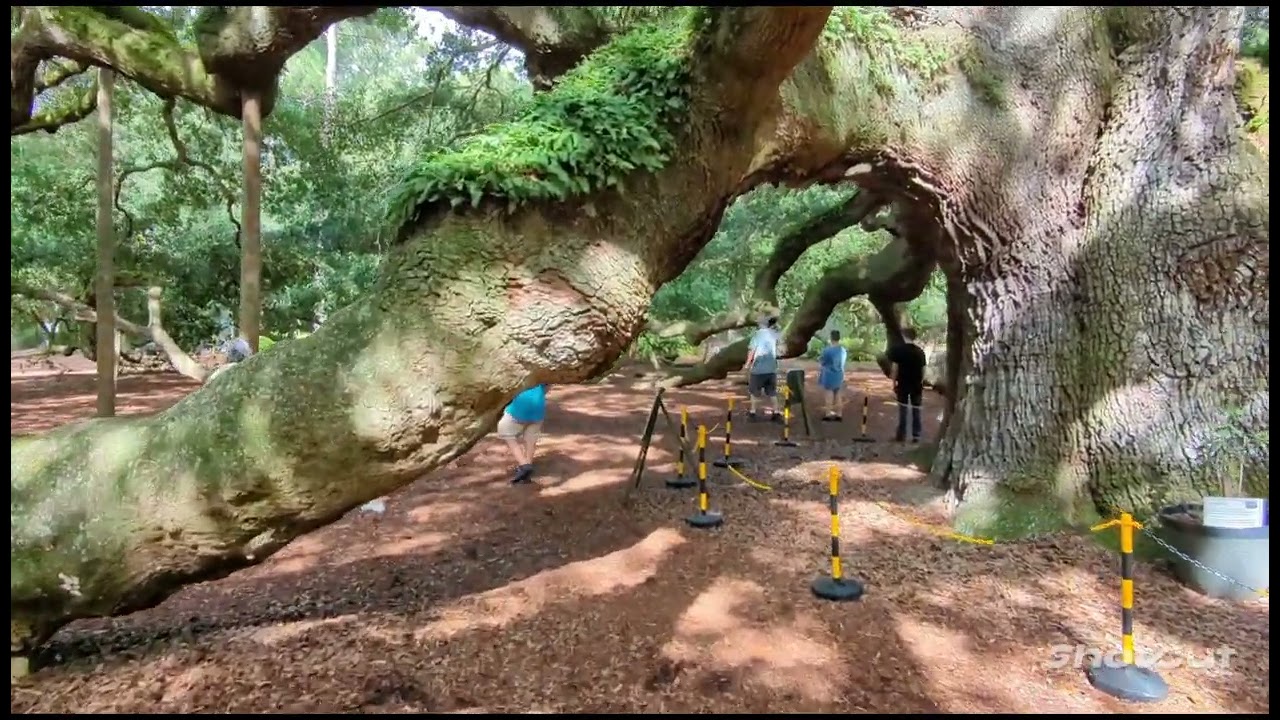 Angel Oak Tree Johns Island South Carolina. 