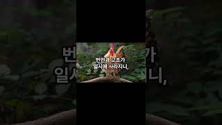 2024년 6월 1일 닭띠 운세 #오늘의운세 #띠별운세 #닭띠