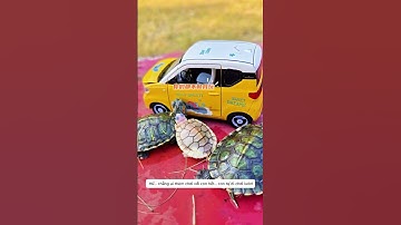 Rùa Con Bị Bố Mẹ Bỏ Rơi Và Cái Kết Xúc Động 😢🐢