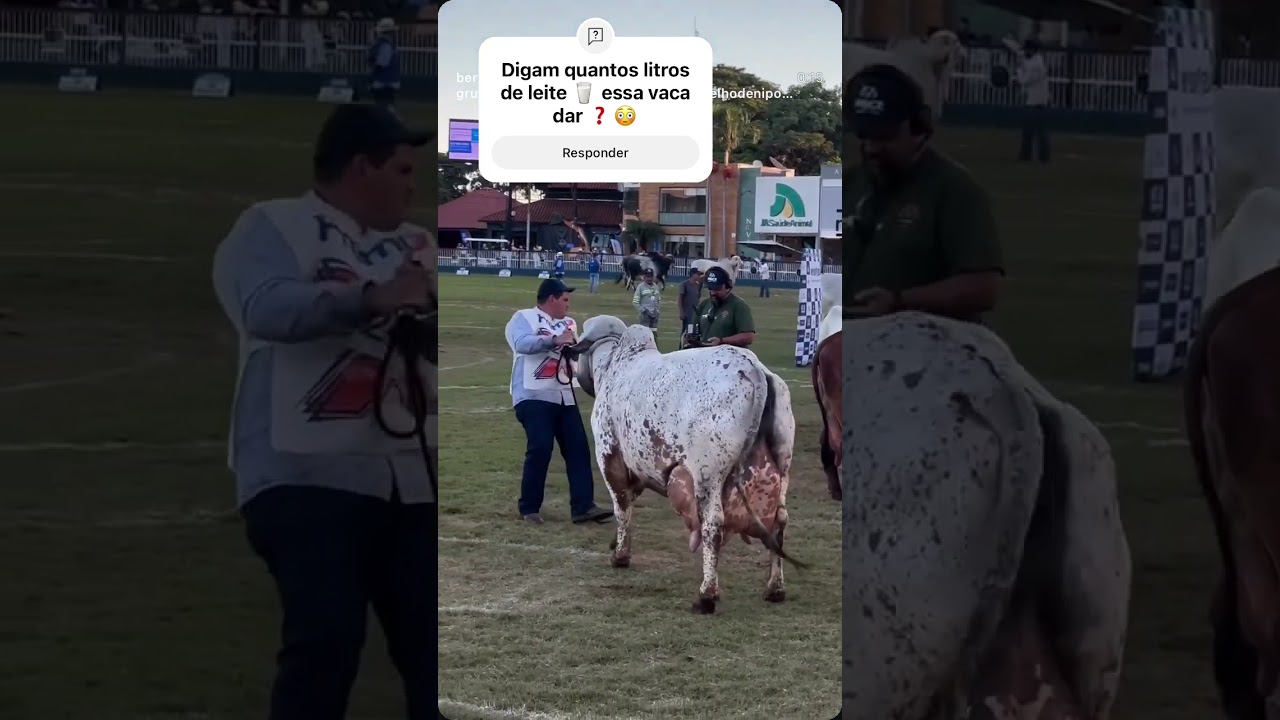 Faz uma base quantos litros de leite essa vaca dar por dia ❓❓😳🤠 