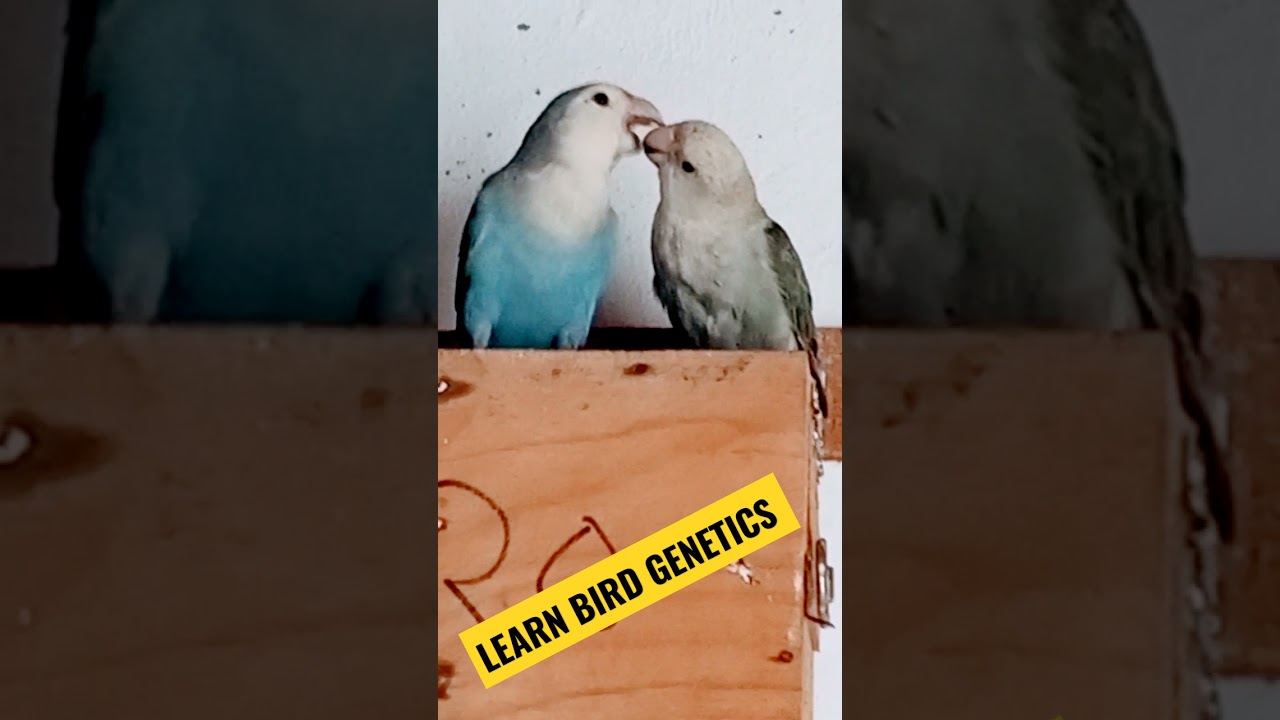 African Lovebird feeding partner ❤️ / Cobalt Lovebird / mauve Lovebird.
