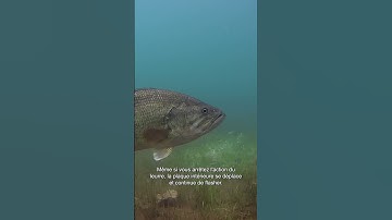 LES LEURRES les plus INNOVANTS au monde ! Technologie Shimano Flashboost