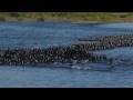 American Coot