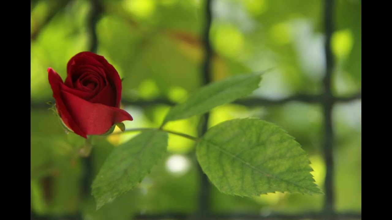 Ümmi Sinan Dergâhı'nda Meşk / Hüseyni İlahiler