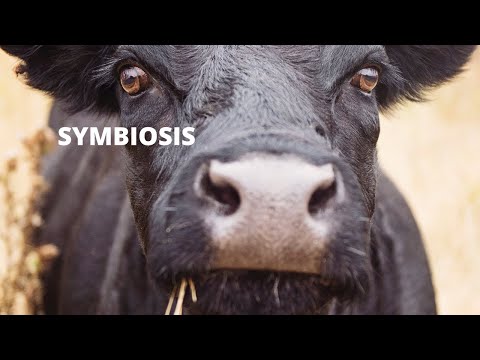 Symbiotic relationships (