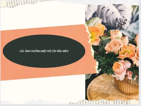 Video Lươn Hậu Giang | các ảnh hưởng mật độ sinh trưởng cây... - youtube