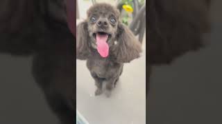 Happy little poodle! #shortvideo #grooming #mobilegrooming #dog #dogshorts