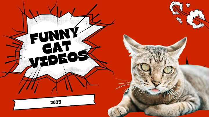 Video 10241211: laugh funny cats compilation, little furry