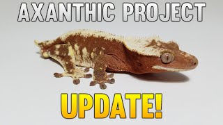 Unboxing New Het Axanthic Crested Geckos!