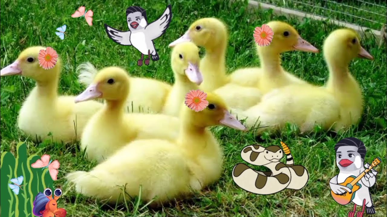 very funny! two little ducks are playing with colorful balls ( part 47