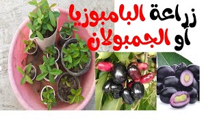 زراعة بذور البامبوزيا  أو  الجمبولان  1